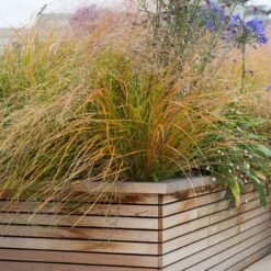 Anemanthele Lessoniana 18 Anemanthele Lessoniana -The Palm Centre Store 1 13 scaled 1