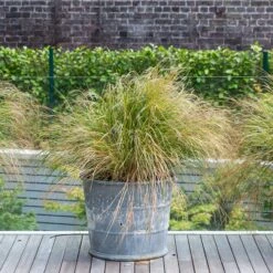 Anemanthele Lessoniana 16 Anemanthele Lessoniana -The Palm Centre Store 1 14 scaled 1