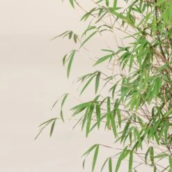 Fargesia Angustissima -The Palm Centre Store 10 scaled 1