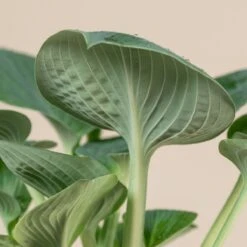 Hosta ‘Big Daddy’ -The Palm Centre Store 1033