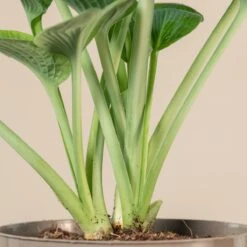 Hosta ‘Big Daddy’ -The Palm Centre Store 1035