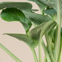 Hosta ‘Big Daddy’ -The Palm Centre Store 1036
