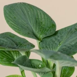 Hosta ‘Big Daddy’ -The Palm Centre Store 1037