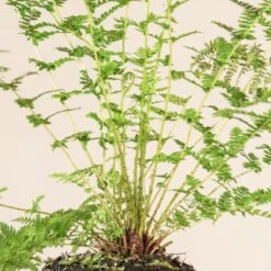 Athyrium Filix-femina -The Palm Centre Store 1140