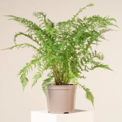 Athyrium Filix-femina -The Palm Centre Store 1142
