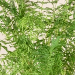 Athyrium Filix-femina -The Palm Centre Store 1143