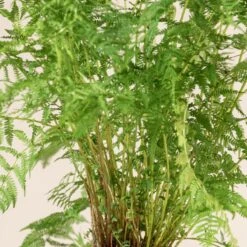 Athyrium Filix-femina -The Palm Centre Store 1144