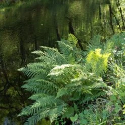 Athyrium Filix-femina -The Palm Centre Store 1145