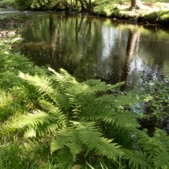 Athyrium Filix-femina -The Palm Centre Store 1146