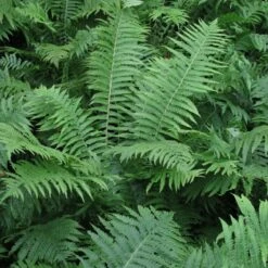 Athyrium Filix-femina -The Palm Centre Store 1148