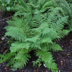 Athyrium Filix-femina -The Palm Centre Store 1149