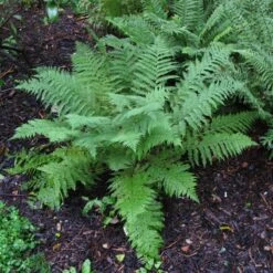 Athyrium Filix-femina -The Palm Centre Store 1150