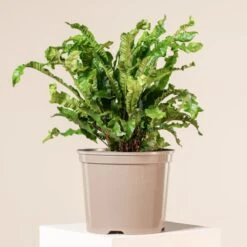 Asplenium Scolopendrium -The Palm Centre Store 1166