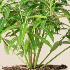 Euphorbia Mellifera -The Palm Centre Store 1181
