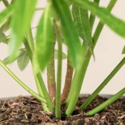 Euphorbia Mellifera -The Palm Centre Store 1183