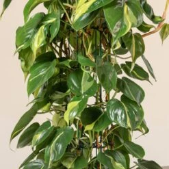 Philodendron Scandens ‘Brasil’ -The Palm Centre Store 1222