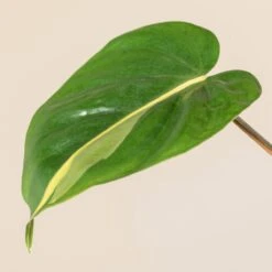 Philodendron Scandens ‘Brasil’ -The Palm Centre Store 1223