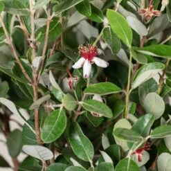 Feijoa Sellowiana -The Palm Centre Store 1298