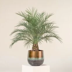 Phoenix Roebelenii -The Palm Centre Store 1313