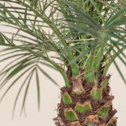 Phoenix Roebelenii -The Palm Centre Store 1314