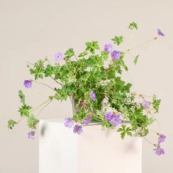 Geranium ‘Rozanne’