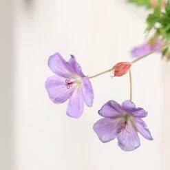 Geranium ‘Rozanne’ -The Palm Centre Store 1381