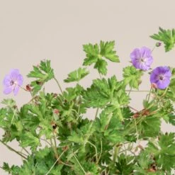 Geranium ‘Rozanne’ -The Palm Centre Store 1382