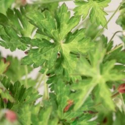 Geranium ‘Rozanne’ -The Palm Centre Store 1383