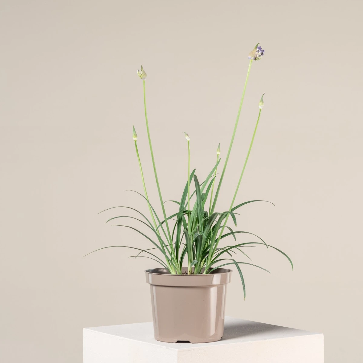 Agapanthus ‘Brilliant Blue’ 1 Agapanthus ‘Brilliant Blue’