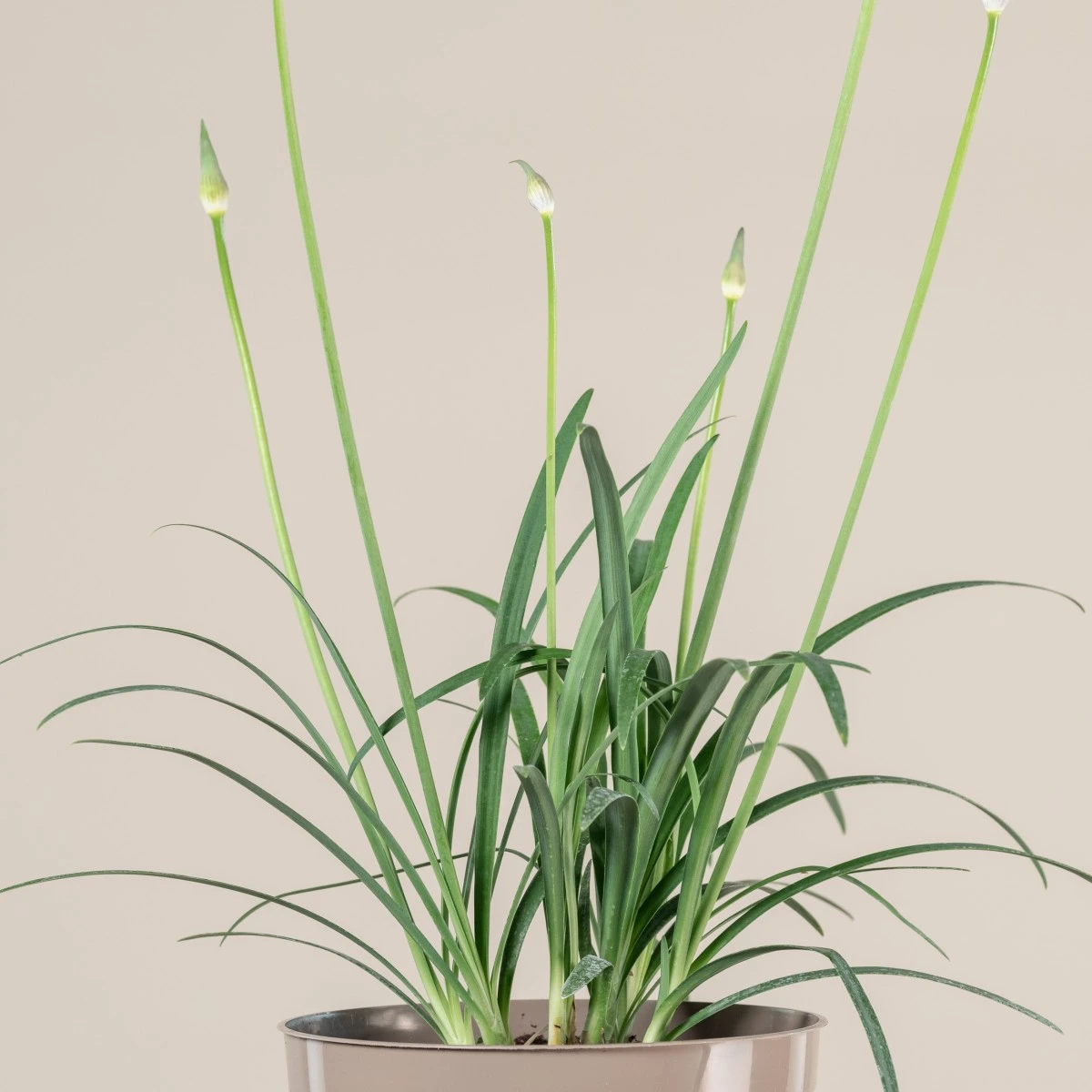 Agapanthus ‘Brilliant Blue’ 2 Agapanthus ‘Brilliant Blue’ - Image 2