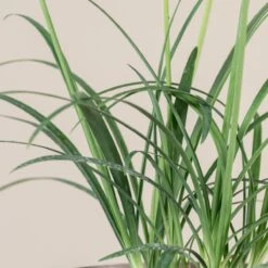 Agapanthus ‘Brilliant Blue’ 5 Agapanthus ‘Brilliant Blue’ -The Palm Centre Store 1396