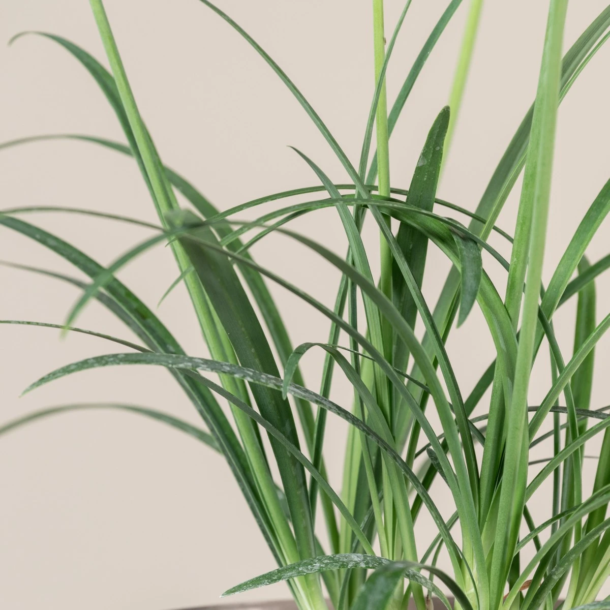 Agapanthus ‘Brilliant Blue’ 3 Agapanthus ‘Brilliant Blue’ - Image 3