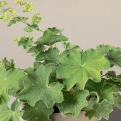 Alchemilla Mollis -The Palm Centre Store 1399