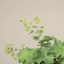 Alchemilla Mollis -The Palm Centre Store 1400