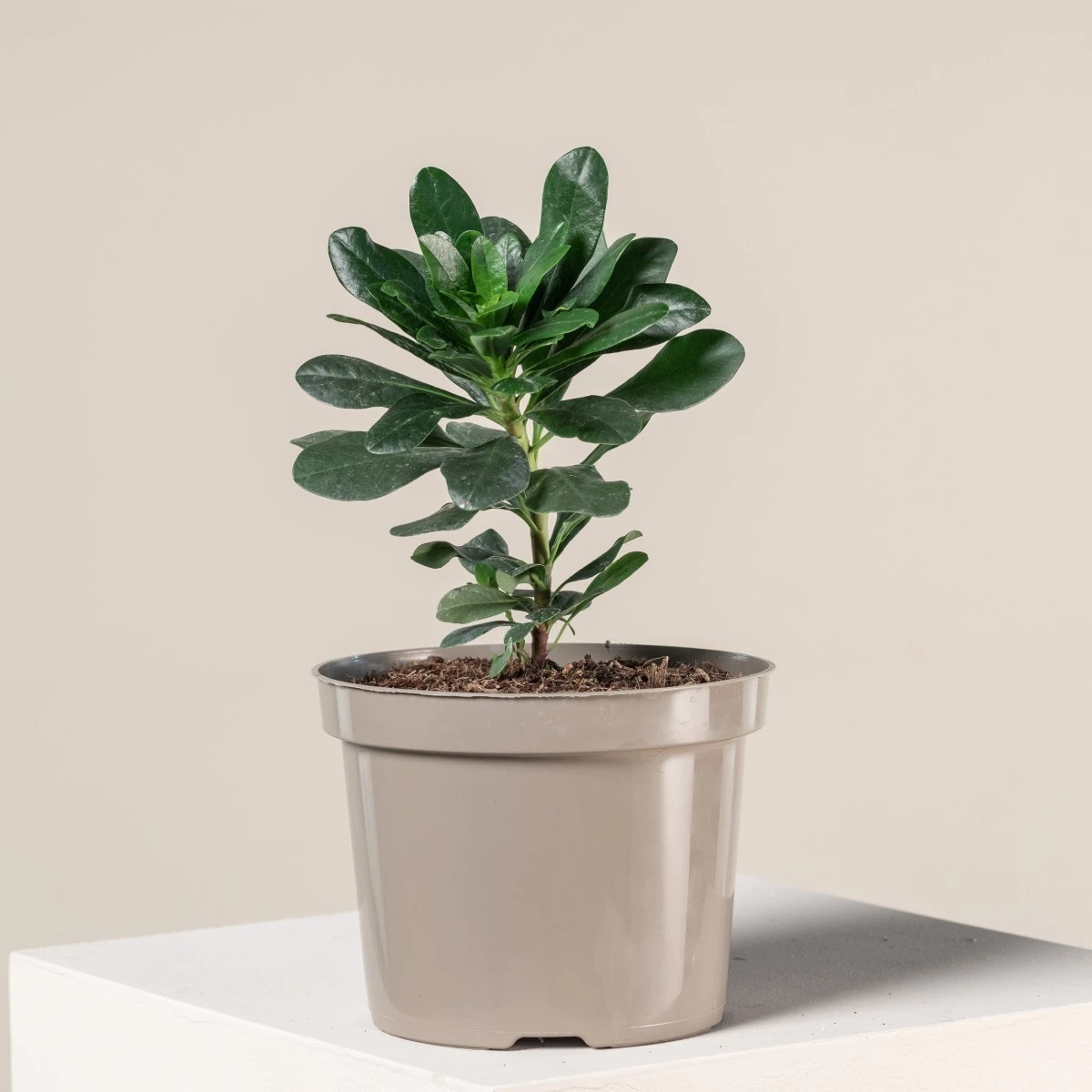 Euphorbia Amygdaloides ‘Robbiae’ 1 Euphorbia Amygdaloides ‘Robbiae’