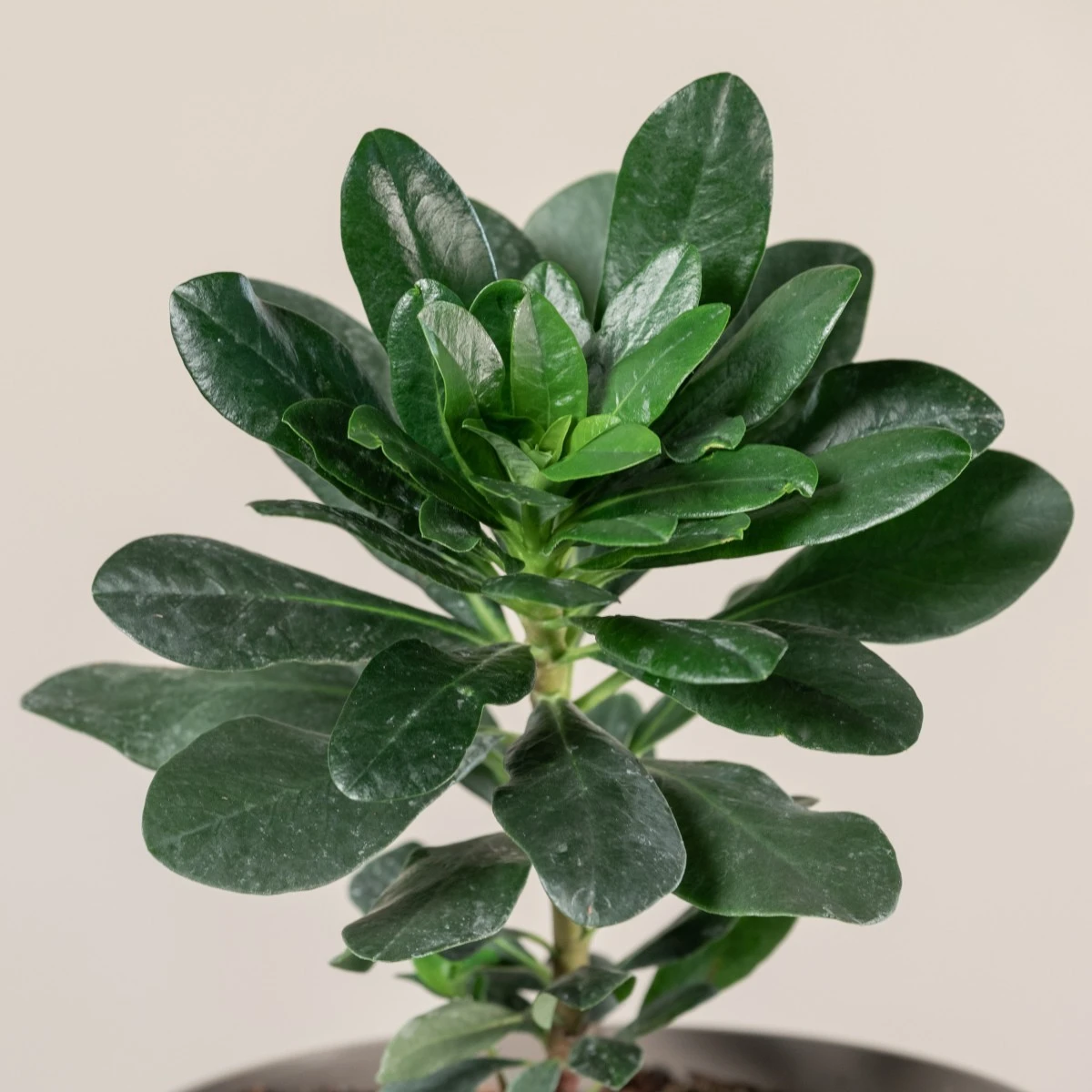 Euphorbia Amygdaloides ‘Robbiae’ 2 Euphorbia Amygdaloides ‘Robbiae’ - Image 2