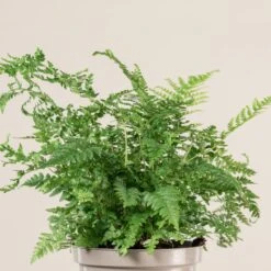 Polystichum Setiferum -The Palm Centre Store 1409