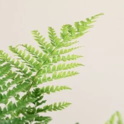 Polystichum Setiferum -The Palm Centre Store 1410 1