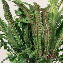 Asplenium Scolopendrium ‘Angustifolium’ -The Palm Centre Store 1422