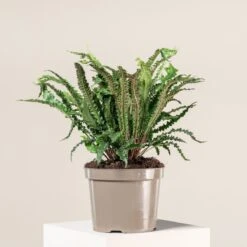 Asplenium Scolopendrium ‘Angustifolium’ -The Palm Centre Store 1423