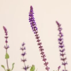 Salvia Nemorosa ‘Caradonna’ 5 Salvia Nemorosa ‘Caradonna’ -The Palm Centre Store 1479