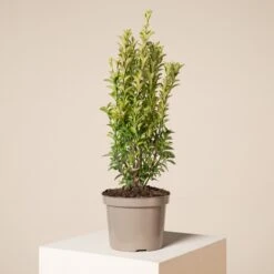 Euonymus Japonicus ‘Green Spire’