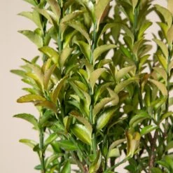 Euonymus Japonicus ‘Green Spire’ -The Palm Centre Store 153