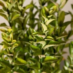 Euonymus Japonicus ‘Green Spire’ -The Palm Centre Store 154