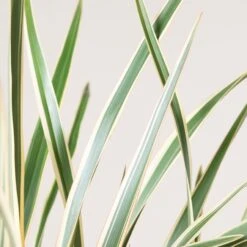 Phormium Tenax ‘Variegatum’ -The Palm Centre Store 165 scaled 1