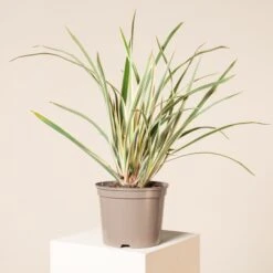 Phormium Tenax ‘Variegatum’ -The Palm Centre Store 166 scaled 1