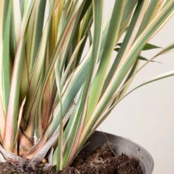 Phormium Tenax ‘Variegatum’ -The Palm Centre Store 169 scaled 1