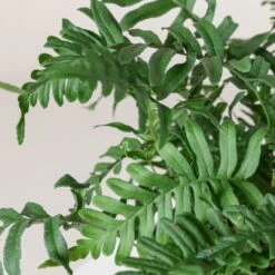 Polypodium Vulgare -The Palm Centre Store 192 scaled 1