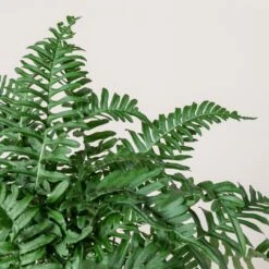 Polypodium Vulgare -The Palm Centre Store 196 scaled 1