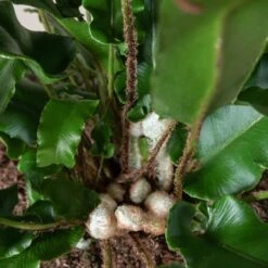 Asplenium Scolopendrium -The Palm Centre Store 209